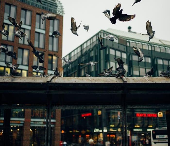 Multiple pigeons flying around a building